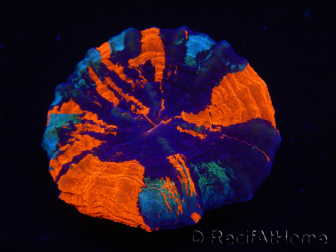 WYSIWYG Homophyllia australis (ex Scolymia) Green 3 (5 cm)