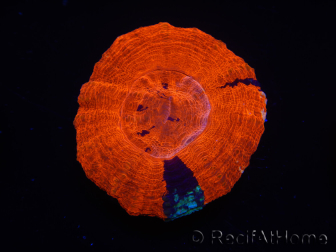 WYSIWYG Homophyllia australis (ex Scolymia) Warpaint 11 (4 cm)