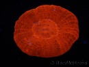 WYSIWYG Homophyllia australis (antes Scolymia) UFO 12 (3 cm)