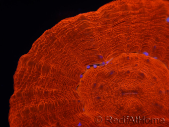 WYSIWYG Homophyllia australis (antes Scolymia) UFO 12 (3 cm)