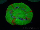 WYSIWYG Homophyllia australis (ehemals Scolymia) Warpaint 1 (5 cm)