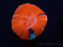 WYSIWYG Homophyllia australis (ex Scolymia) Warpaint 11 (4 cm)