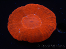 WYSIWYG Homophyllia australis (antes Scolymia) UFO 12 (3 cm)