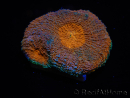 WYSIWYG Acanthastrea subechinata 1