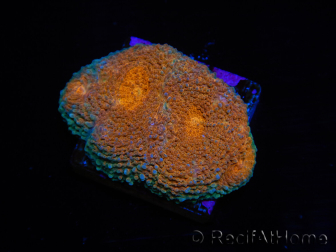 WYSIWYG Acanthastrea subechinata 12J2