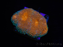 WYSIWYG Acanthastrea subechinata 12J2