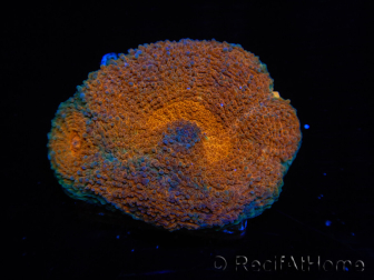 WYSIWYG Acanthastrea subechinata 12K3