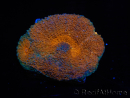 WYSIWYG Acanthastrea subechinata 3