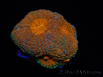 WYSIWYG Acanthastrea subechinata 4