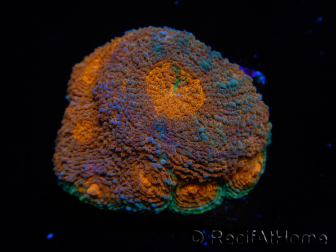 WYSIWYG Acanthastrea subechinata 5