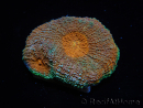 WYSIWYG Acanthastrea subechinata 1