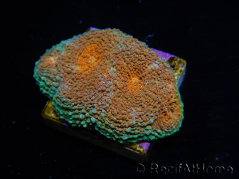 WYSIWYG Acanthastrea subechinata 2
