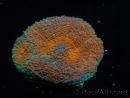 WYSIWYG Acanthastrea subechinata 3