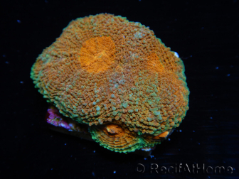 WYSIWYG Acanthastrea subechinata 4