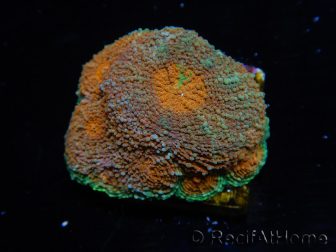 WYSIWYG Acanthastrea subechinata 12K5