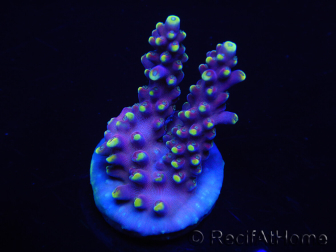 WYSIWYG RAH Acropora latistella Popsicle 5H3