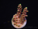 WYSIWYG RAH Acropora latistella Popsicle 5H5
