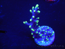 WYSIWYG RAH Acropora carduus Black Dragon 5U4