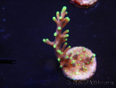 WYSIWYG RAH Acropora carduus Black Dragon 5U4