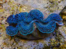 WYSIWYG Tridacna maxima XL Bénitiers A1 (13 cm) 