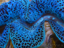 WYSIWYG Tridacna maxima XL Bénitiers A1 (13 cm) 