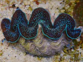 WYSIWYG Tridacna maxima XL Bénitiers A2 (11 cm) 