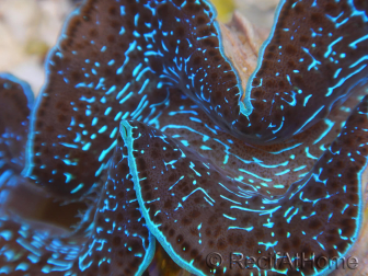 WYSIWYG Tridacna maxima XL Bénitiers A2 (11 cm) 