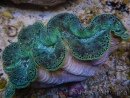 WYSIWYG Tridacna maxima XL Bénitiers A3 (14 cm) 
