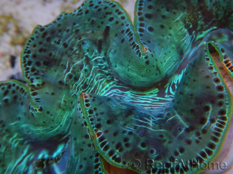 WYSIWYG Tridacna maxima XL Almejas A3 (12 cm)