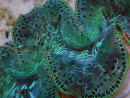 WYSIWYG Tridacna maxima XL Bénitiers A3 (14 cm) 