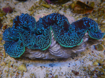 WYSIWYG Tridacna maxima XL Clams A4 (11 cm)