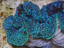 WYSIWYG Tridacna maxima XL Clams A4 (11 cm)
