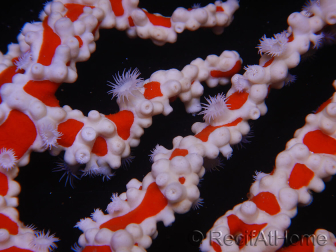 Trikentrion flabelliformis Spugna ragno