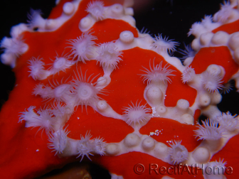 Trikentrion flabelliformis Spugna ragno