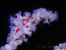 Trikentrion flabelliformis Esponja araña