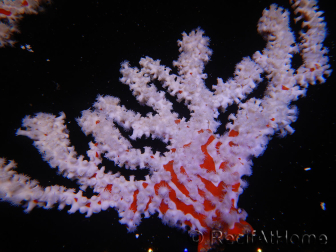 Trikentrion flabelliformis Esponja araña