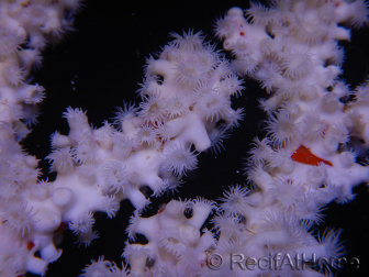 Trikentrion flabelliformis 25 cm A3