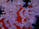 Trikentrion flabelliformis 25 cm A3