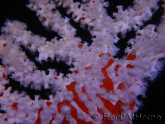 Trikentrion flabelliformis Spugna ragno