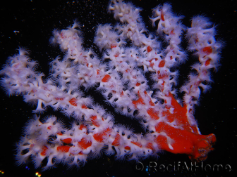 Trikentrion flabelliformis 19 cm A4