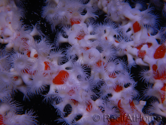 Trikentrion flabelliformis Esponja araña