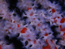 Trikentrion flabelliformis 19 cm A4