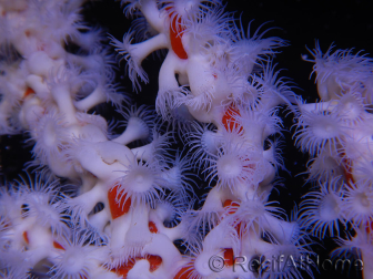 Trikentrion flabelliformis Esponja araña