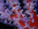 Trikentrion flabelliformis 19 cm A4