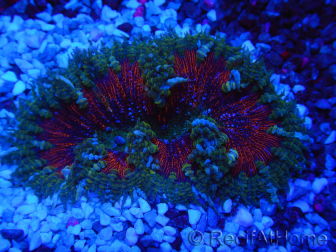 WYSIWYG Phymanthus crucifer (zuvor: Epicystis) 10
