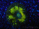 WYSIWYG Phymanthus crucifer (e.g., Epicystis) 11