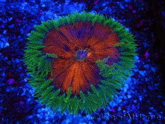 WYSIWYG Phymanthus crucifer (ex: Epicystis) 12
