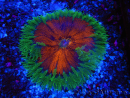 WYSIWYG Phymanthus crucifer (ex : Epicystis) 12