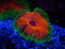 WYSIWYG Phymanthus crucifer (ehemals: Epicystis) 13