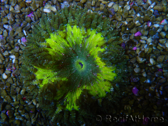 WYSIWYG Phymanthus crucifer (ex: Epicystis) 11
